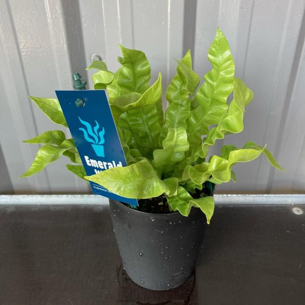 エメラルドウェーブ4号flowershopマルハナ