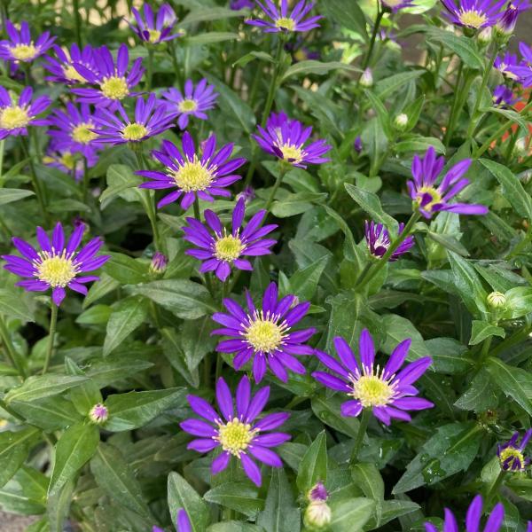 ミヤコワスレ 都忘れ 3号ポット 送料別 卒業 入学 送別 寄せ植え 宿根草 鉢花 Flowershopマルハナ ミヤコワスレ 都忘れ 3号ポット 送料別 卒業 入学 送別 寄せ植え 宿根草 鉢花 Flowershopマルハナ