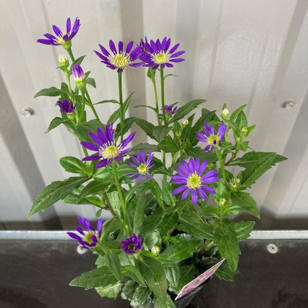 ミヤコワスレ 都忘れ 3号ポット 送料別 卒業 入学 送別 寄せ植え 宿根草 鉢花 Flowershopマルハナ ミヤコワスレ 都忘れ 3号ポット 送料別 卒業 入学 送別 寄せ植え 宿根草 鉢花 Flowershopマルハナ