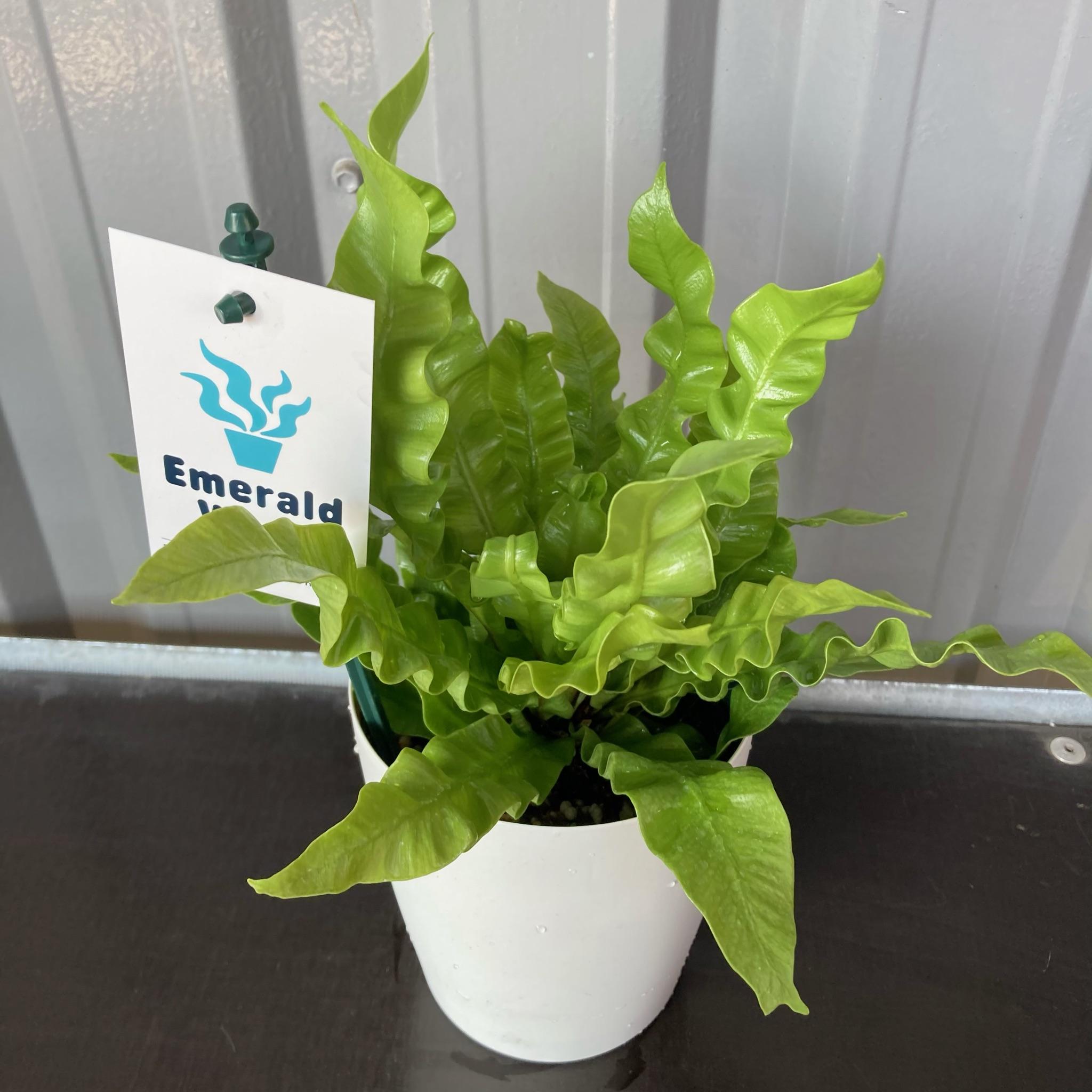 エメラルドウェーブ4号flowershopマルハナ