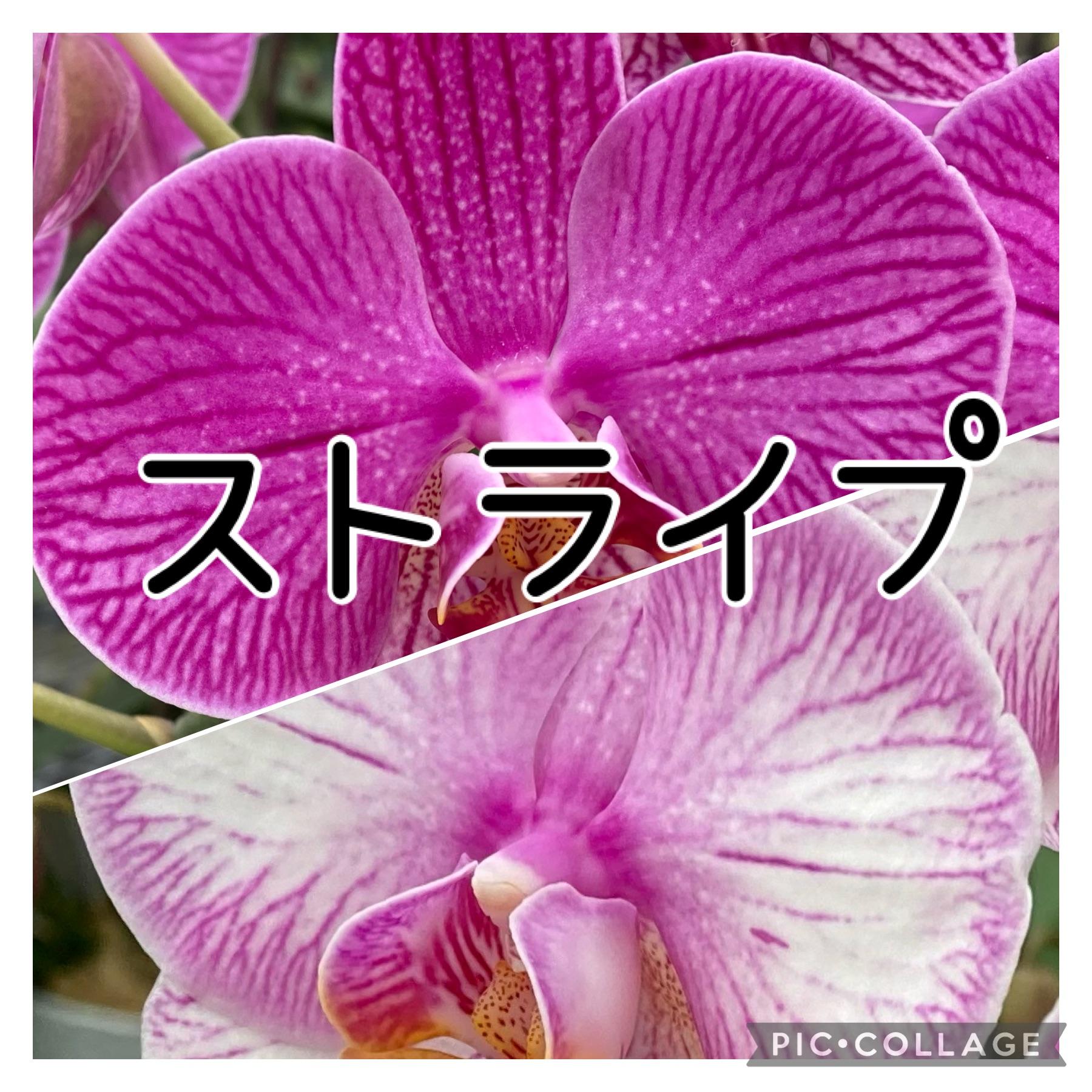 https://www.maruhana.biz/flower/images/015a63dd672b5cc2737c25c49ad7807fa1ef10bb3c.jpg