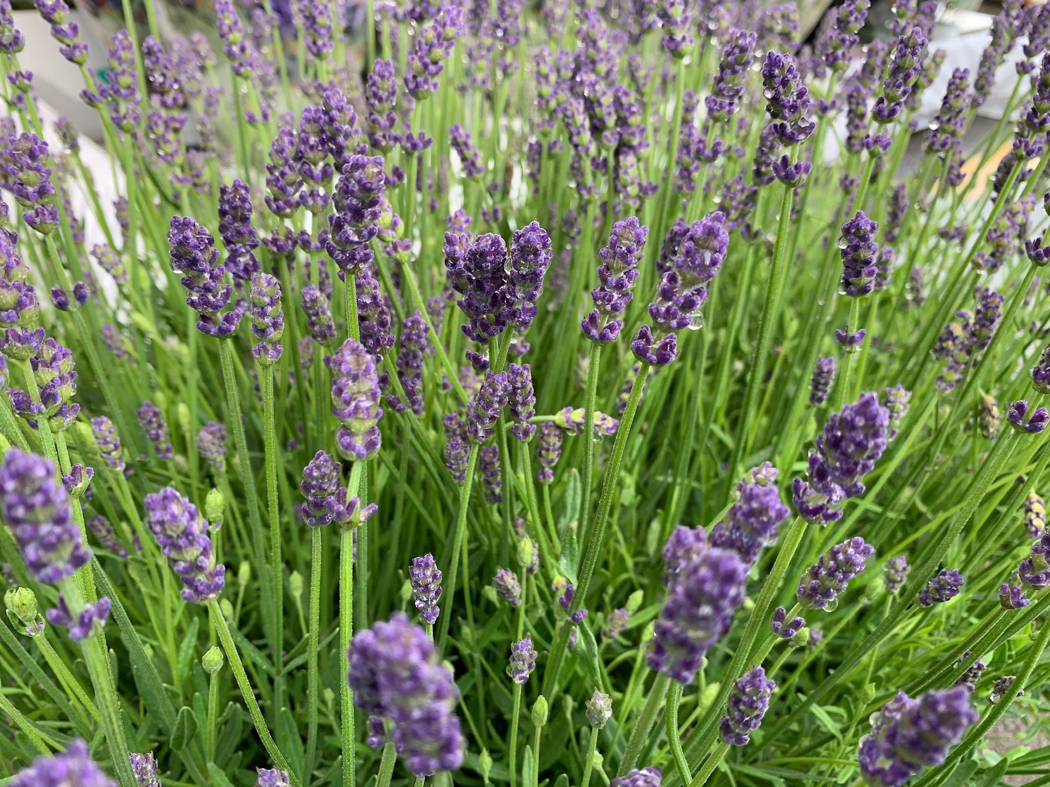 ラベンダー ５号 選べる品種 Flowershopマルハナ