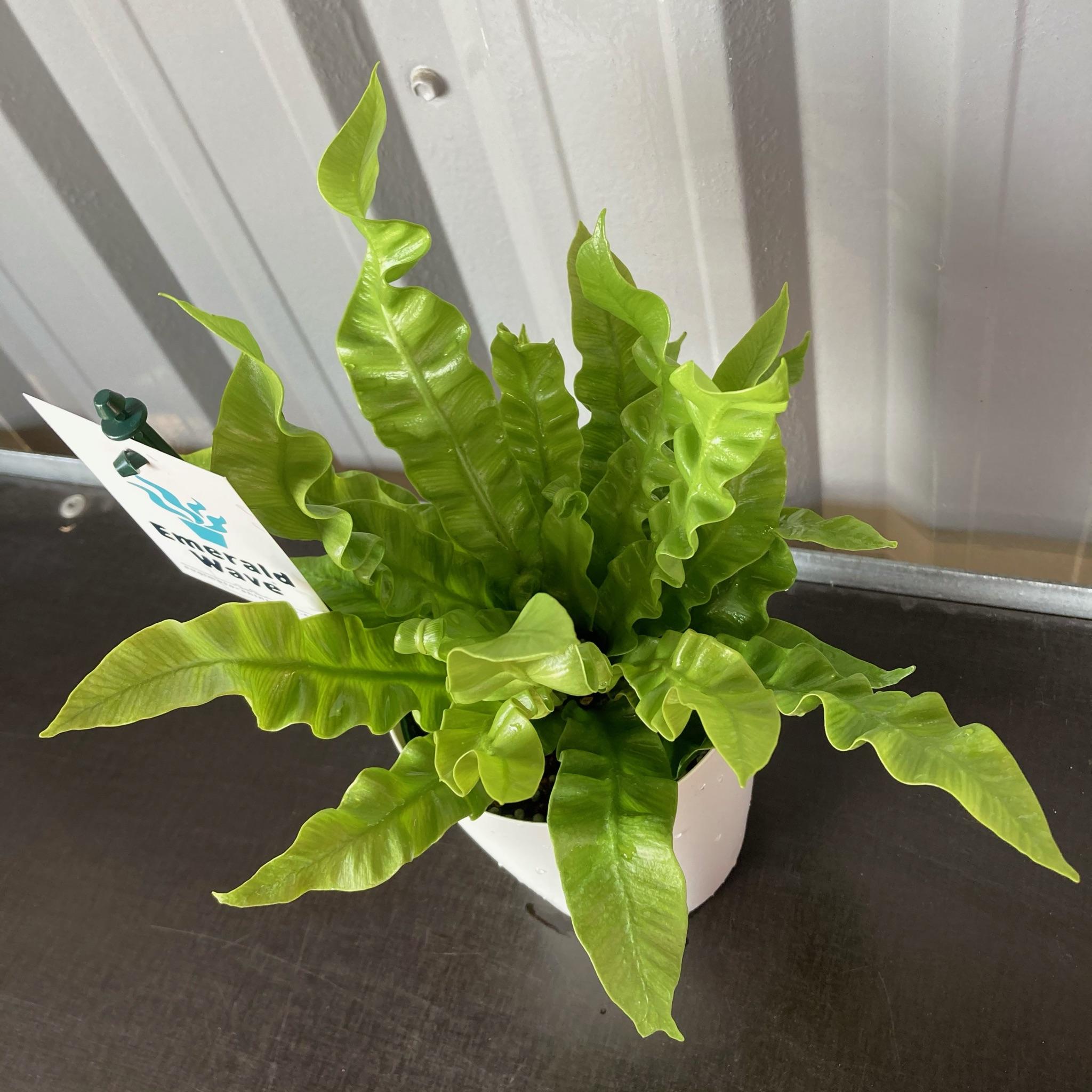 エメラルドウェーブ4号flowershopマルハナ