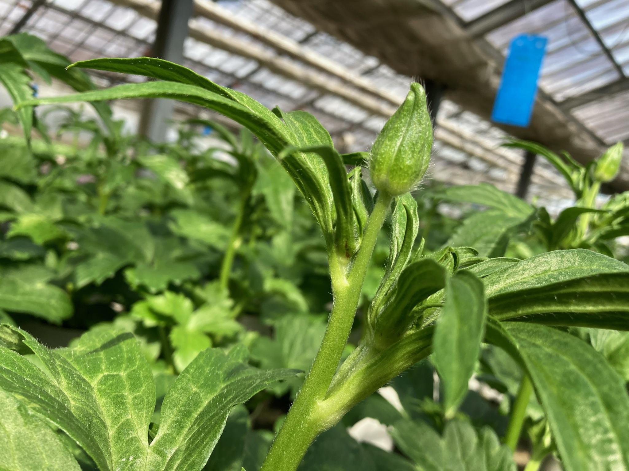 エメラルドウェーブ4号flowershopマルハナ