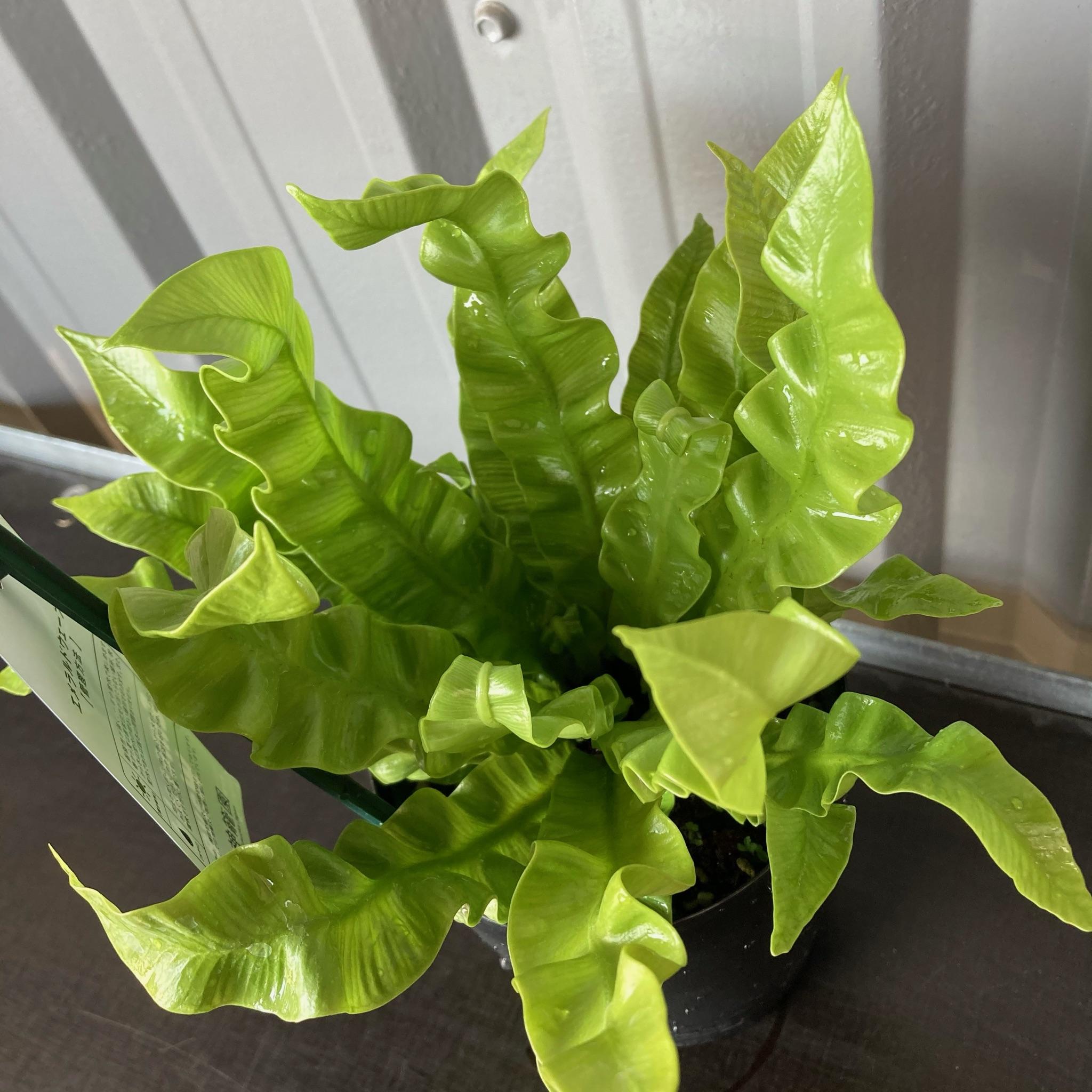 エメラルドウェーブ4号flowershopマルハナ