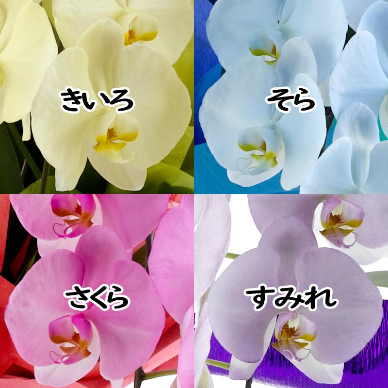 https://www.maruhana.biz/flower/images/15c8879be9071f1750f69f6958f56ee81c827481.jpg