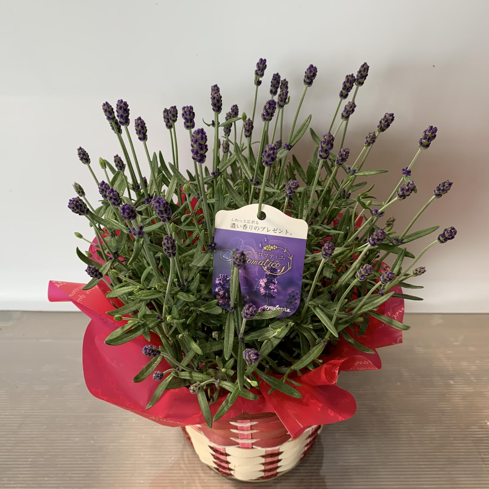 ラベンダー ５号 選べる品種 Flowershopマルハナ