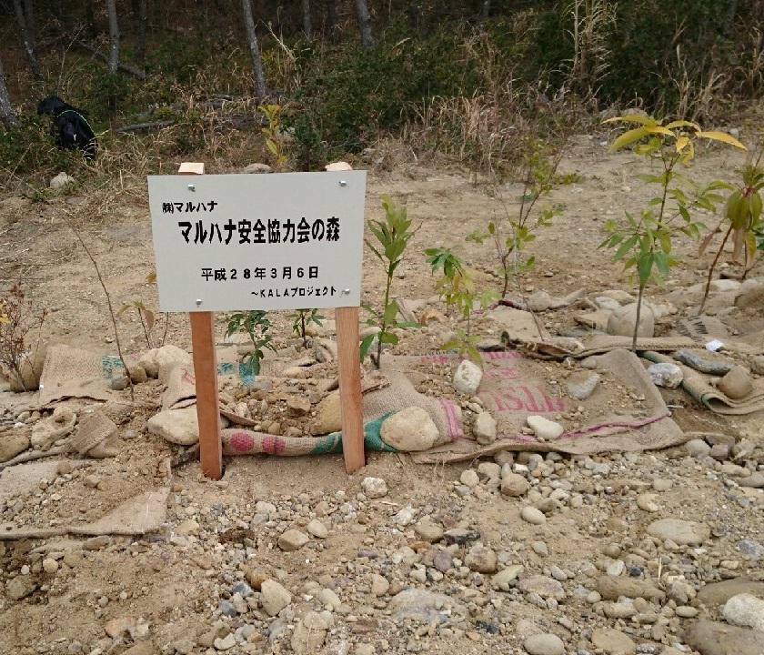 マルハナ安全協力会の森